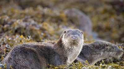 Bing wallpaper May 29, 2024. Eurasian otters, Loch Spelve, Isle of Mull, Scotland (© Neil Henderson/Alamy)