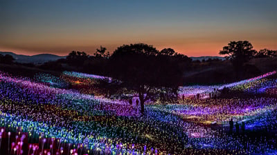 Bing wallpaper January 2, 2020. 'Field of Light at Sensorio,' by Bruce Munro, Paso Robles, California (© George Rose/Getty Images)