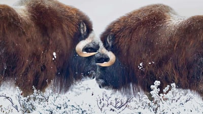 Bing wallpaper January 13, 2020. Male muskoxen near Prudhoe Bay in Alaska (© Oliver Smart/Alamy)