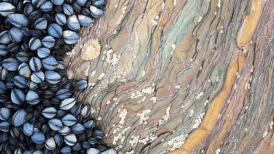 Bing wallpaper October 20, 2019. Colony of Common Mussels (Mytilus edulis) growing on striated rock formation exposed at low tide. Cornwall, England. (© Alex Hyde/Minden Pictures)