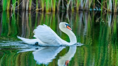 Bing wallpaper May 24, 2026. A mute swan reflected on tranquil waters (© Don White/Getty Images)
