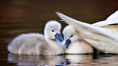 Bing wallpaper April 20, 2022. Mute swan chicks shelter under mom's tail feathers, Massapequa Preserve, Long Island, New York (© Vicki Jauron/Getty Images)