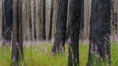 Bing wallpaper May 6, 2019. Fireweed in North Cascades National Park in Washington state (© Danita Delimont/Getty Images)