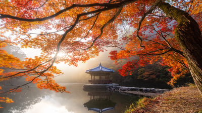 Bing wallpaper October 22, 2026. Autumn in Naejangsan National Park, South Korea (© Twenty47studio/Getty Images)