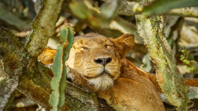 Bing wallpaper March 10, 2025. A lion sleeping in Ishasha Sector, Queen Elizabeth National Park, Uganda (© Gunter Nuyts/Getty Images)