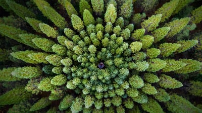 Bing wallpaper April 4, 2019. For Earth Month, a symmetrical forest known as a Nelder plot (© Rachid Dahnoun/Tandem Stills + Motion)