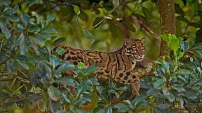 Bing wallpaper August 4, 2021. Clouded leopard (© Dhritiman Mukherjee/Alamy)