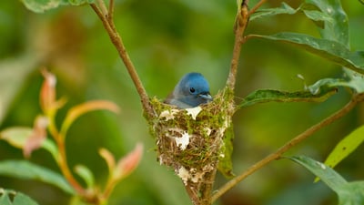 Bing wallpaper March 28, 2025. Female black-naped monarch nesting (© komkrit tonusin/Alamy)