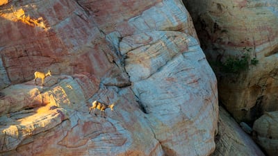 Bing wallpaper March 6, 2025. Desert bighorn sheep in Valley of Fire State Park, Nevada (© Rachid Dahnoun/Cavan Images)