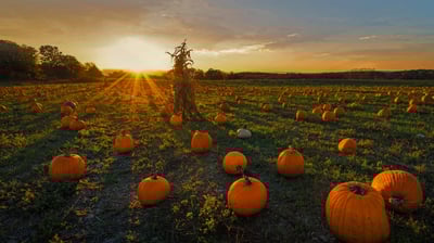 Bing wallpaper October 27, 2021. A pumpkin patch in Newton, Massachusetts (© Frank Debonis/EyeEm/Alamy)