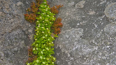 Bing wallpaper March 30, 2021. A close-up of bunchberry in Rose Blanche, Newfoundland (© Mike Grandmaison/Jaynes Gallery/DanitaDelimont.com)