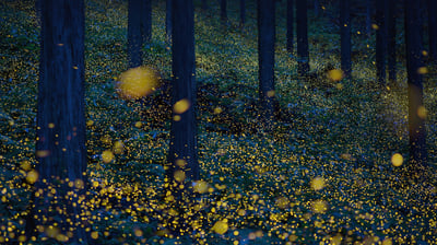 Bing wallpaper June 23, 2021. Fireflies in Nichinan, Tottori, Japan (© north-tail/Getty Images Plus)