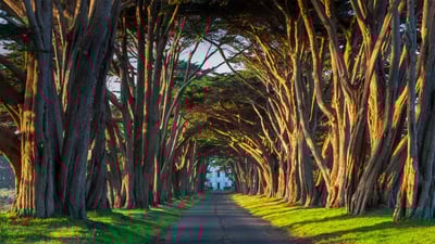 Bing wallpaper July 12, 2019. The cypress tunnel at Point Reyes National Seashore in California (© Rachid Dahnoun/Tandem Stills + Motion)