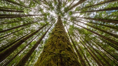 Bing wallpaper May 20, 2020. Moss-covered trees and ferns in a rainforest along Nile Creek, near Campbell River, B.C. (© Robert Postma/Plainpicture)