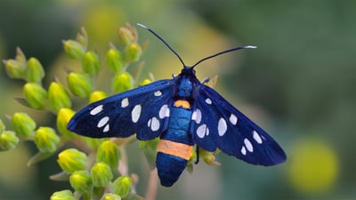 Bing wallpaper July 18, 2020. Nine-spotted moth in Switzerland (© Thomas Marent/Minden Pictures)