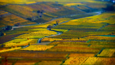 Bing wallpaper September 16, 2024. Vue aérienne de champs géométriques de raisin, vignoble en Alsace (© Alexander Sorokopud/Alamy Stock Photo)