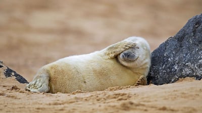 Bing wallpaper July 8, 2020. Gray seal pup resting on a beach in Blakeney National Nature Reserve, England (© Kevin Sawford/Getty Images)