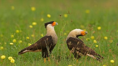 Bing wallpaper April 6, 2022. Crested caracara birds courting in Texas (© Alan Murphy/Minden Pictures)