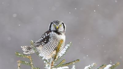 Bing wallpaper December 14, 2024. Northern hawk-owl, Canada (© pchoui/Getty Images)