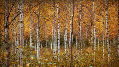 Bing wallpaper November 9, 2023. Birch trees in autumn, Drammen, Norway (© Baac3nes/Getty Images)