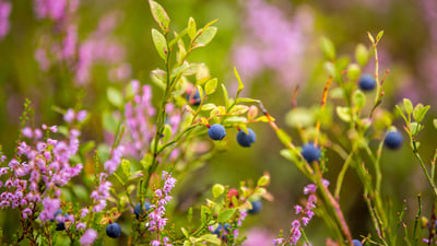 Bing wallpaper July 8, 2024. Blueberries growing in the wild (© Baac3nes/Getty Images)