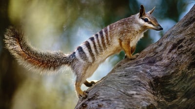 Bing wallpaper July 26, 2020. A numbat (Myrmecobius fasciatus) in Australia (© FRANS LANTING, MINT IMAGES/SCIENCE PHOTO LIBRARY)