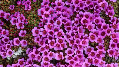 Bing wallpaper May 1, 2020. Purple Saxifrage (Saxifraga oppositifolia) in bloom Bathurst Island, Nunavut (© Gerrtt Vyn/Minden Pictures)