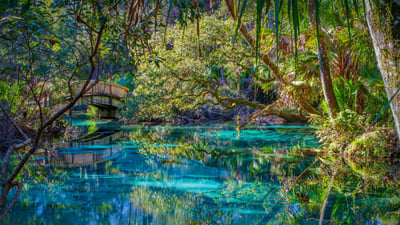 Bing wallpaper April 20, 2023. Juniper Springs in Ocala National Forest, Florida (© Michael Warren/Getty Images)
