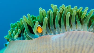 Bing wallpaper April 13, 2026. Poisson-clown dans une anémone de mer, Îles Raja Ampat, Indonésie (© Magnus Lundgren/Nature Picture Library)