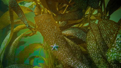Bing wallpaper October 15, 2020. Ochre sea star on kelp off the coast of California (© Ralph Pace/Minden Pictures)