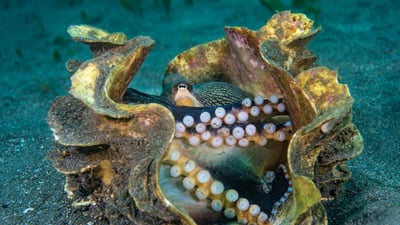 Bing wallpaper October 8, 2023. Veined octopus in a giant clam shell, Sulawesi Sea, Indonesia (© Alex Mustard/Minden Pictures)