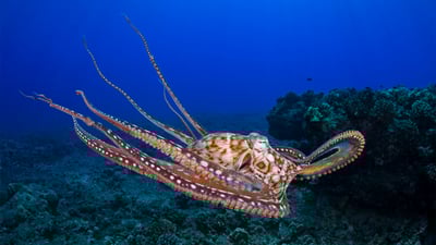 Bing wallpaper October 8, 2025. Day octopus in the waters off Maui, Hawaii (© Dave Fleetham/plainpicture)