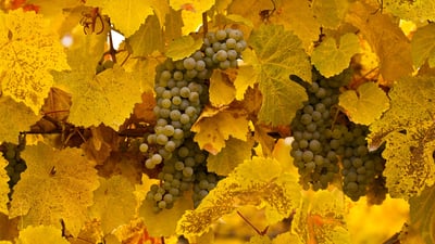 Bing wallpaper September 20, 2019. Gewurztraminer grapes on vine at autumn harvest in Okanagan Valley, B.C. (© Henry Georgi/Age Fotostock)