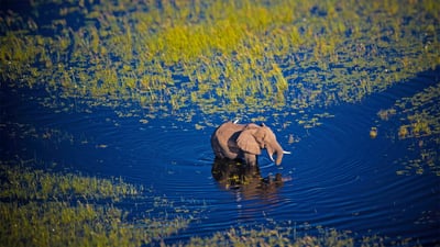 Bing wallpaper June 13, 2022. Elephant walking in the Okavango River, Botswana (© Markus Pavlowsky/Getty Images)