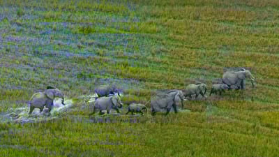 Bing wallpaper August 12, 2021. African bush elephant herd, Okavango Delta, Botswana (© Juan-Carlos Munoz/Minden Pictures)