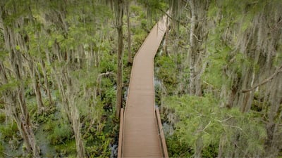 Bing wallpaper June 13, 2023. Trees with Spanish moss over a boardwalk in the Okefenokee Swamp, Folkston, Georgia (© Emmer Photo/Alamy)