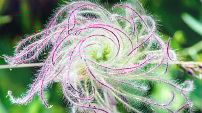 Bing wallpaper May 28, 2020. The long plumes of a three-flowered avens as it goes to seed (© Sunshine Haven Photo/Shutterstock)