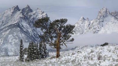 Bing wallpaper May 11, 2020. The Old Patriarch Tree of Grand Teton National Park, Wyoming (© George Sanker/Minden Pictures)