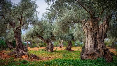 Bing wallpaper November 26, 2025. Olive orchard in the Serra de Tramuntana, Mallorca, Balearic Islands, Spain (© cinoby/Getty Images)