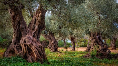 Bing wallpaper November 13, 2023. Old olive grove in the Serra Tramuntana range, Majorca, Spain (© cinoby/Getty Images)