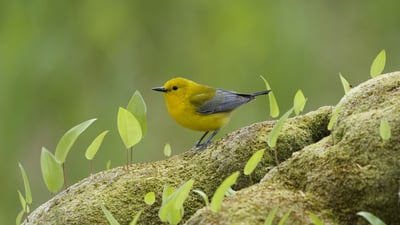 Bing wallpaper June 14, 2019. Prothonotary Warbler (protonotaria citrea) in Ontario (© Bill Coster/Minden Pictures)