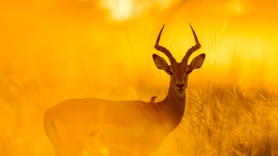 Bing wallpaper April 28, 2025. Impala with red-billed oxpecker in Moremi Game Reserve, Botswana (© Paul Souders/Getty Images)