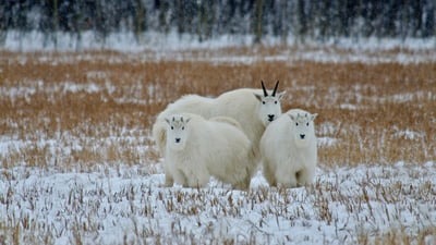 Bing wallpaper December 28, 2021. Mountain goats in the Yukon, Canada (© Mark Newman/Getty Images)