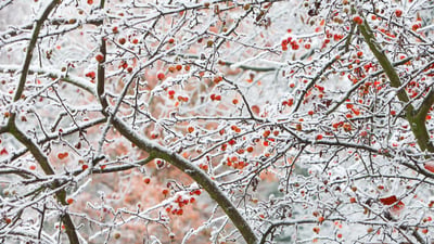 Bing wallpaper January 10, 2024. Früchte-im-Frost-und-Eis-versteckt,-Göttingen (© Duncan Usher/Alamy Stock Foto)