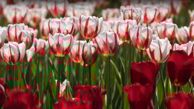 Bing wallpaper May 12, 2023. Tulip festival Ottawa Canada (© Jean-Claude Caprara/iStock/Getty Images Plus)