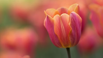 Bing wallpaper May 13, 2022. A close-up of a tulip from the Canadian Tulip Festival in Ottawa (© Sandy Thompson/Alamy Stock Photo)
