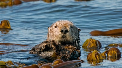 Bing wallpaper May 26, 2026. Loutre de mer, Baie de Kachemak, Homer, Alaska, États-Unis (© roclwyr/Getty Images)