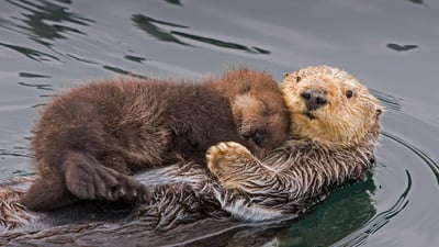 Bing wallpaper May 9, 2021. Sea otter mother and newborn pup, Monterey Bay, California (© Suzi Eszterhas/Minden Pictures)