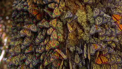 Bing wallpaper November 25, 2019. Monarch butterflies wintering in Michoacán, Mexico (© Sylvain Cordier/Getty Images)