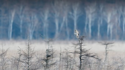 Bing wallpaper September 15, 2024. 枝の先に止まっているフクロウ (© rockptarmigan/Getty Images)